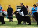 Seabrooks Best Man at Pouch Cove(USA)