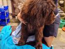 Brown Velvet Buddy von den Schwarzwald Baren (Germ