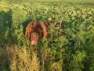 Brown Velvet Buddy von den Schwarzwald Baren (Germ