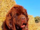 Brown Velvet Buddy von den Schwarzwald Baren (Germ