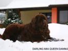 Darling Mia Queen Dannad