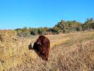 Brown Velvet Buddy von den Schwarzwald Baren (Germ