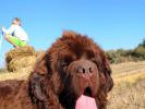 Brown Velvet Buddy von den Schwarzwald Baren (Germ