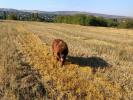 Brown Velvet Buddy von den Schwarzwald Baren (Germ