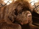 Brown Velvet Buddy von den Schwarzwald Baren (Germ
