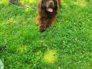 Brown Velvet Buddy von den Schwarzwald Baren (Germ