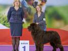 Brown Velvet Buddy von den Schwarzwald Baren (Germ