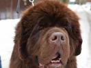 Brown Velvet Buddy von den Schwarzwald Baren (Germ