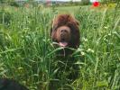 Brown Velvet Buddy von den Schwarzwald Baren (Germ