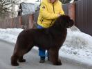 Brown Velvet Buddy von den Schwarzwald Baren (Germ