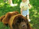 Brown Velvet Buddy von den Schwarzwald Baren (Germ