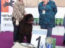 Brown Velvet Buddy von den Schwarzwald Baren (Germ