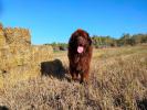 Brown Velvet Buddy von den Schwarzwald Baren (Germ