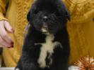 male C dark blue
