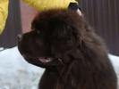 Brown Velvet Buddy von den Schwarzwald Baren (Germ