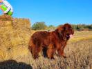 Brown Velvet Buddy von den Schwarzwald Baren (Germ