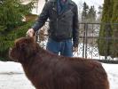 Brown Velvet Buddy von den Schwarzwald Baren (Germ