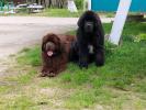 Brown Velvet Buddy von den Schwarzwald Baren (Germ