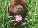 Brown Velvet Buddy von den Schwarzwald Baren (Germ