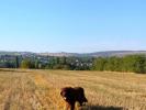 Brown Velvet Buddy von den Schwarzwald Baren (Germ