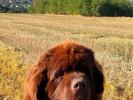 Brown Velvet Buddy von den Schwarzwald Baren (Germ