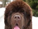 Brown Velvet Buddy von den Schwarzwald Baren (Germ