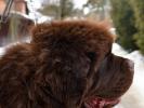 Brown Velvet Buddy von den Schwarzwald Baren (Germ