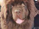 Brown Velvet Buddy von den Schwarzwald Baren (Germ