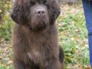Brown Velvet Buddy von den Schwarzwald Baren (Germ