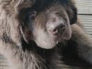 Brown Velvet Buddy von den Schwarzwald Baren (Germ