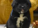 male C dark blue