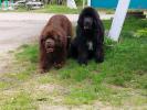 Brown Velvet Buddy von den Schwarzwald Baren (Germ