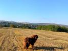 Brown Velvet Buddy von den Schwarzwald Baren (Germ