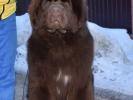 Brown Velvet Buddy von den Schwarzwald Baren (Germ