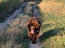 Brown Velvet Buddy von den Schwarzwald Baren (Germ