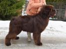 Brown Velvet Buddy von den Schwarzwald Baren (Germ