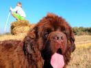 Brown Velvet Buddy von den Schwarzwald Baren (Germ