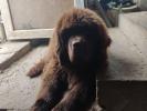 Brown Velvet Buddy von den Schwarzwald Baren (Germ