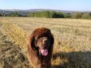 Brown Velvet Buddy von den Schwarzwald Baren (Germ
