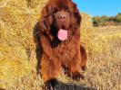 Brown Velvet Buddy von den Schwarzwald Baren (Germ