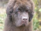 Brown Velvet Buddy von den Schwarzwald Baren (Germ