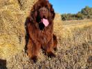 Brown Velvet Buddy von den Schwarzwald Baren (Germ