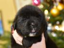 male C dark blue