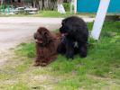 Brown Velvet Buddy von den Schwarzwald Baren (Germ