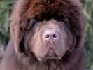 Brown Velvet Buddy von den Schwarzwald Baren (Germ