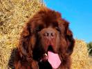 Brown Velvet Buddy von den Schwarzwald Baren (Germ