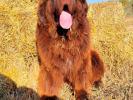 Brown Velvet Buddy von den Schwarzwald Baren (Germ