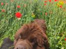 Brown Velvet Buddy von den Schwarzwald Baren (Germ