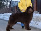 Brown Velvet Buddy von den Schwarzwald Baren (Germ