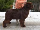 Brown Velvet Buddy von den Schwarzwald Baren (Germ